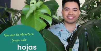 Monstera Variegata: La Planta Exótica de Hojas Variadas que Debes Conocer