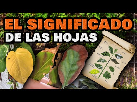 Planta de interior con hojas agujereadas: Cómo solucionarlo y mantenerla saludable