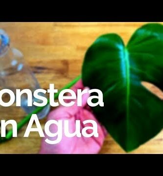 Planta Monstera en Agua: Cuidados, Propagación y Consejos