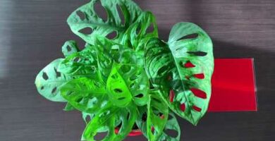 Monstera adansonii: la planta perfecta para tu hogar