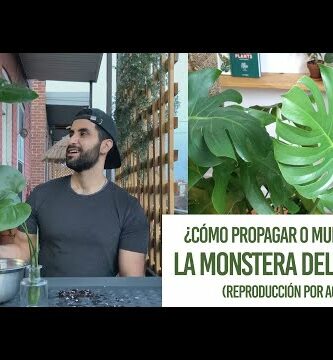 Inmultire planta monstera: Guía completa para multiplicar tu monstera de forma fácil y exitosa