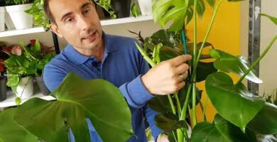 Planta artificial Monstera: La mejor opción para un toque verde sin preocupaciones