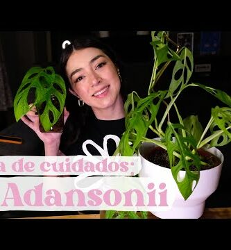 Monstera adansonii variegata: La exótica planta de interiores con hojas variegadas