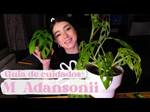 Monstera adansonii variegata: La exótica planta de interiores con hojas variegadas