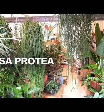 Casa Monstera: Vivero Boutique de Plantas Exóticas