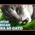 Monstera tóxica para gatos: precauciones y cuidados necesarios