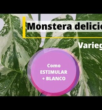 Descubre la belleza de la planta Monstera deliciosa variegata