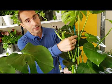 Planta con agujeros en las hojas: ¿Cuál es su nombre y cómo cuidarla?