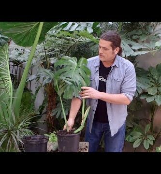 Cactus costilla de Adán: Todo sobre esta bella planta de interior