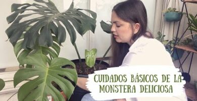Philodendron Monstera: Descubre todo sobre esta planta de interior