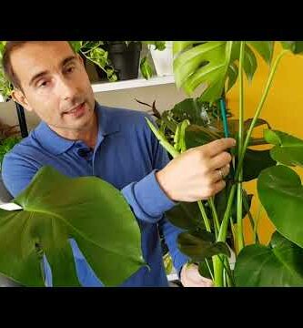 Tutor para planta Monstera: guía completa para el crecimiento saludable