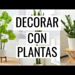 Compra planta Monstera en Valencia: la mejor opción para decorar tu hogar