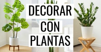 Compra planta Monstera en Valencia: la mejor opción para decorar tu hogar