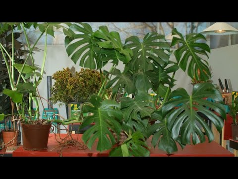 Costilla de Adán exterior: descubre cómo embellecer tu jardín con esta planta
