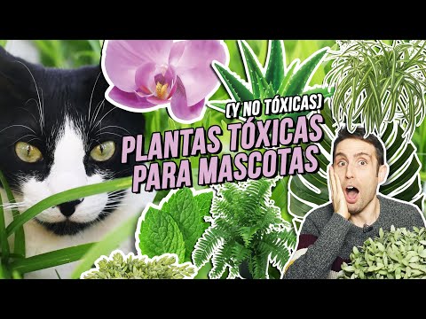 Monstera adansonii: ¿Es tóxica para gatos?