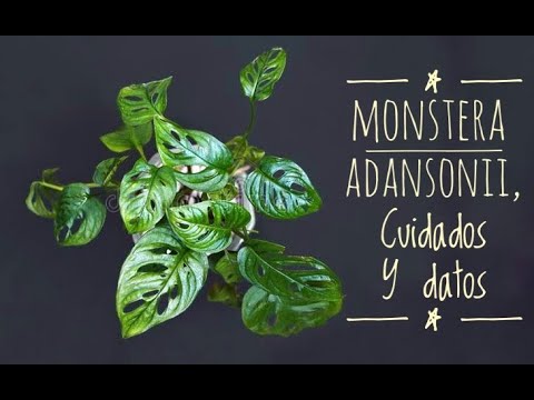Tipos de Monstera Adansonii: Guía completa para elegir la variedad perfecta