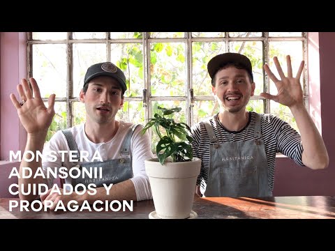 Guía de cuidados de la planta Monstera Adansonii: consejos para un crecimiento saludable
