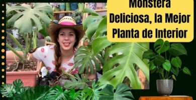 Monstera: La planta ornamental perfecta para tu hogar