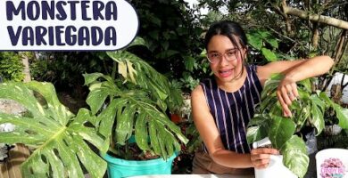 Compra Monstera Albo Variegata: La planta perfecta para tu hogar