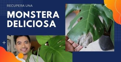 Planta Monstera: Cómo tratar las hojas caídas y revitalizarla
