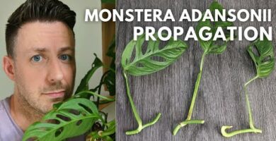 Descubre cómo cuidar y reproducir la planta Monstera Monkey