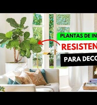 Monstera: La planta perfecta para tu hogar